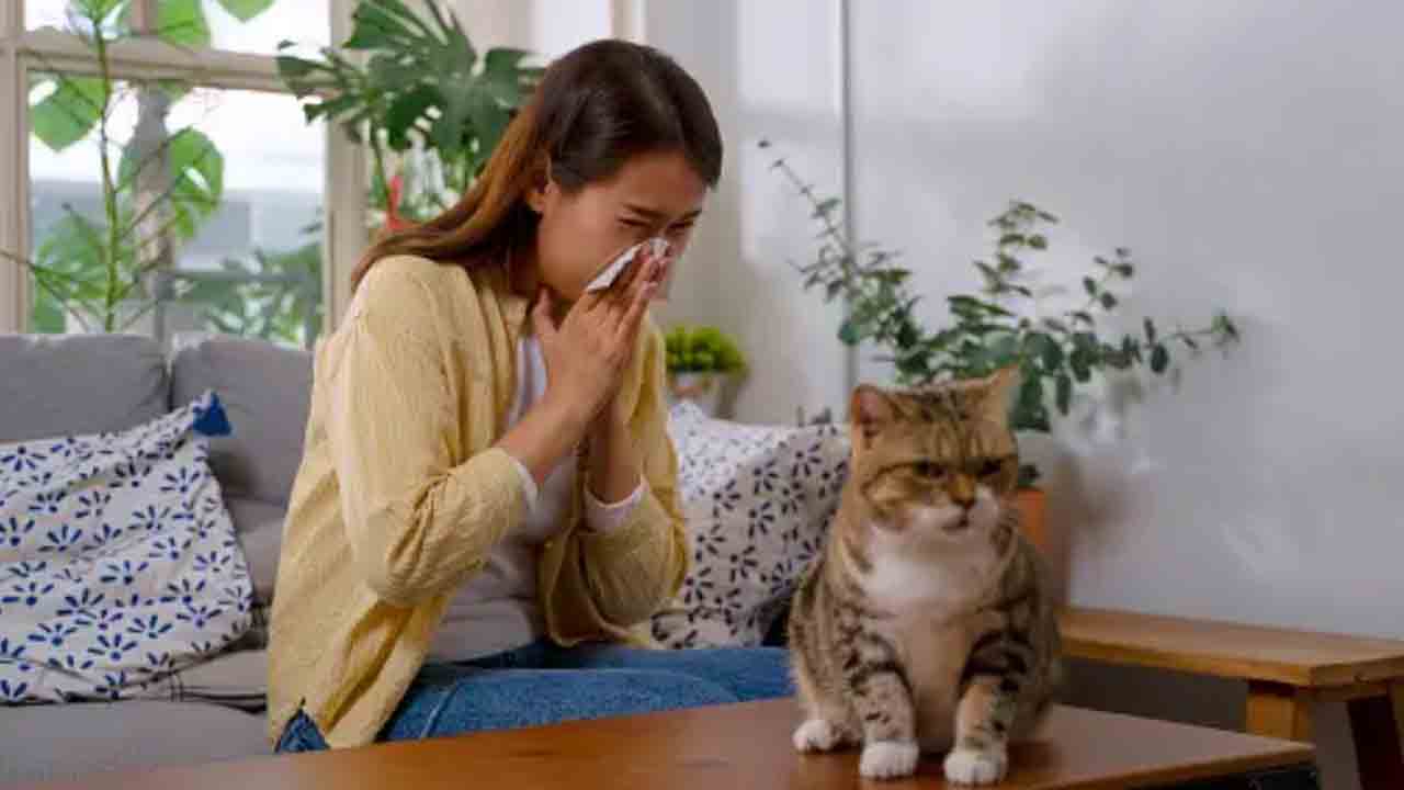 Kedi Alerjileri tarih olacak 7