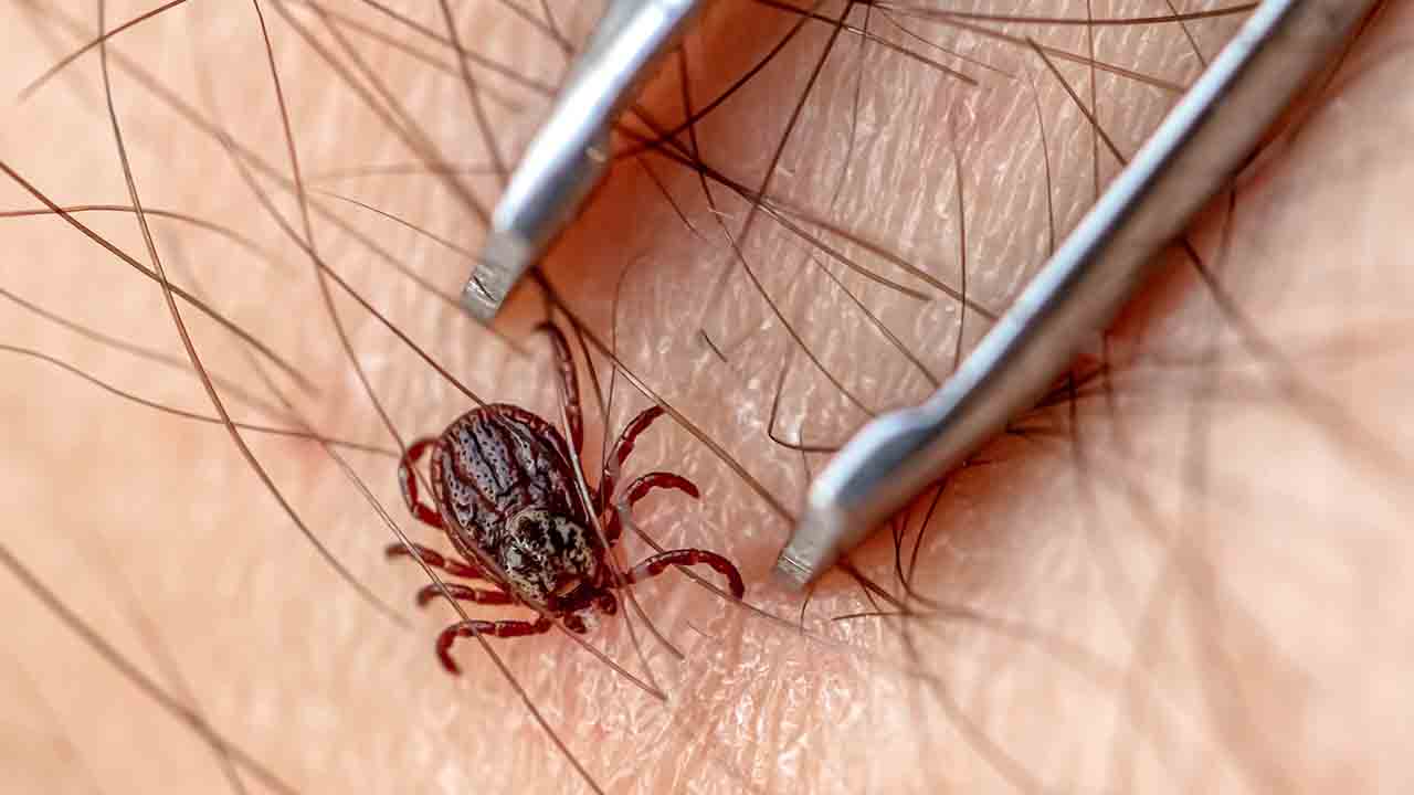 Kurban Bayramı için Kırım Kongo Kanamalı Ateşi uyarısı! 7