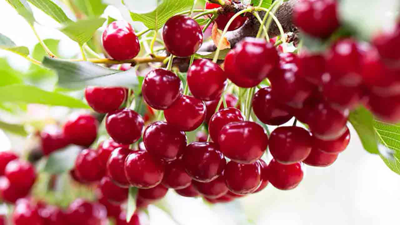 Vişnenin faydaları saymakla bitmiyor ! 7