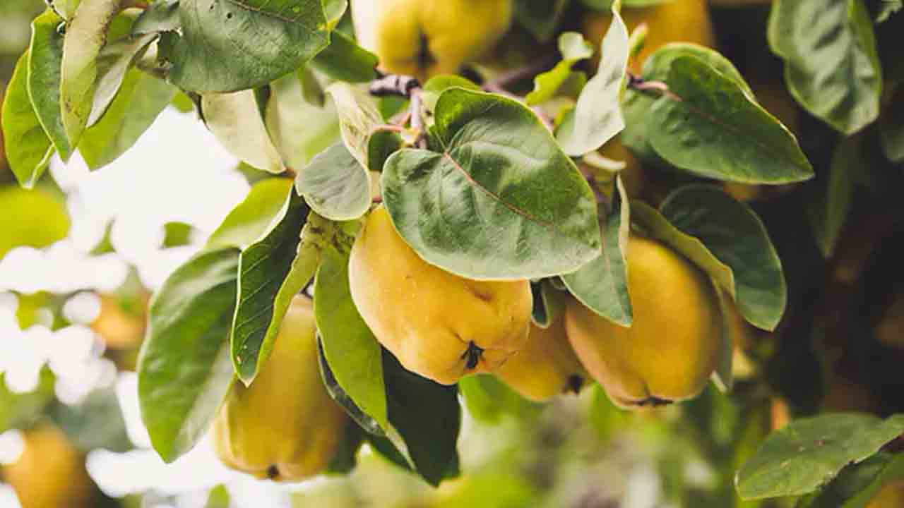 Ayvanın faydaları nelerdir? 6