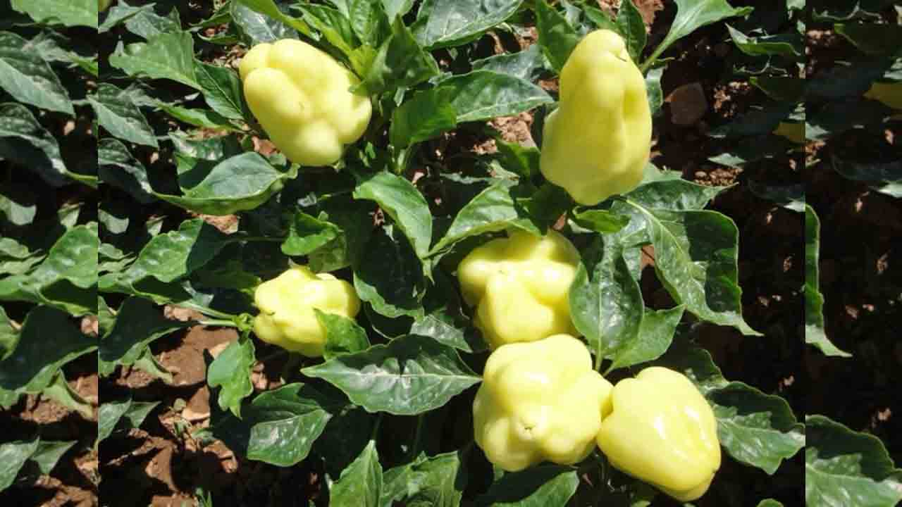 Beyaz biber nedir? Faydaları nelerdir? 7