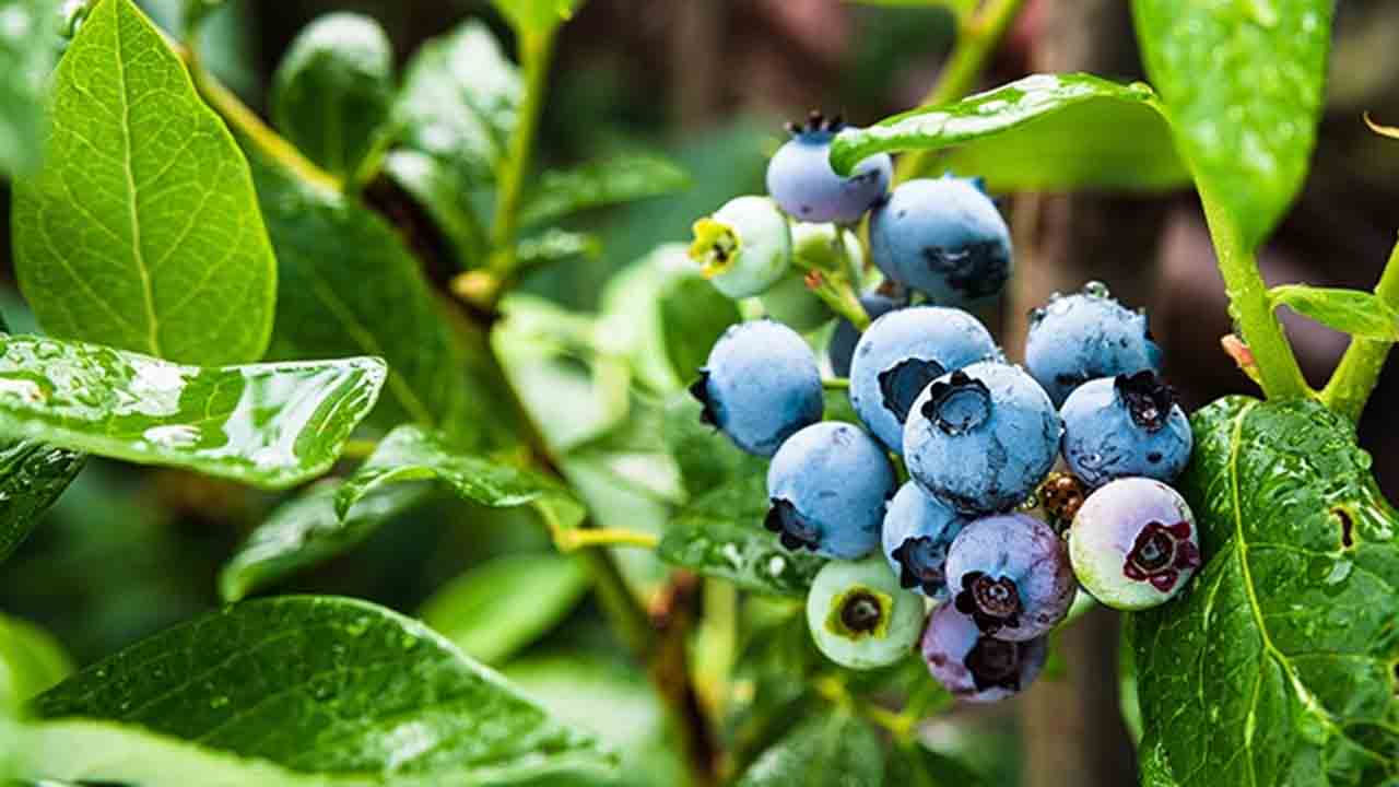 Yaban Mersini faydaları 7