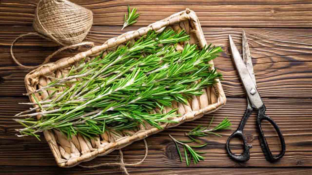 Biberiye Faydaları 7