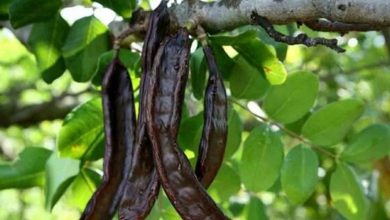 Keçiboynuzu Faydaları nelerdir 1