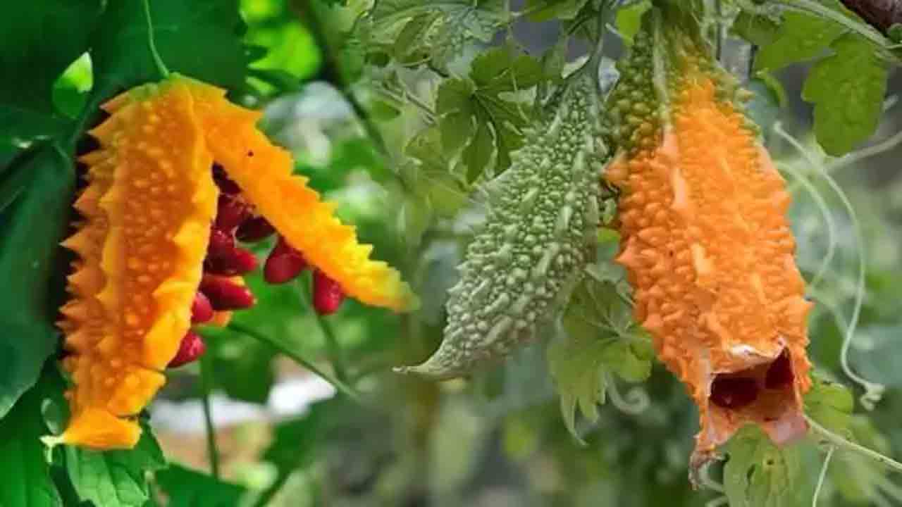 Kudret narı faydaları 7