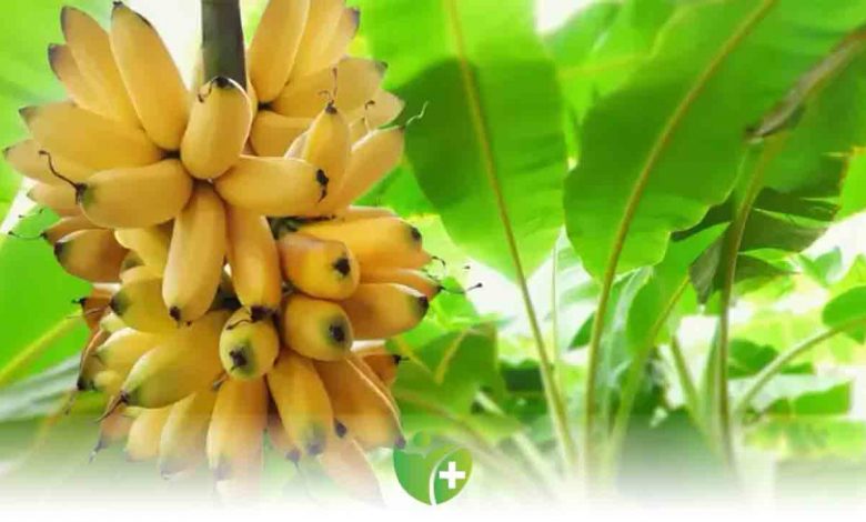 Muz kemiklere iyi geliyor! 1