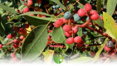 Menengiç nedir? Faydaları nelerdir? 14