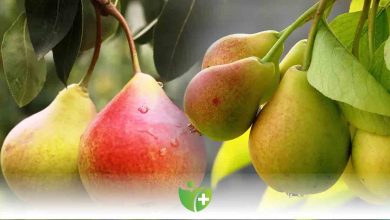 Armut Kalp sağlığına iyi geliyor! 9