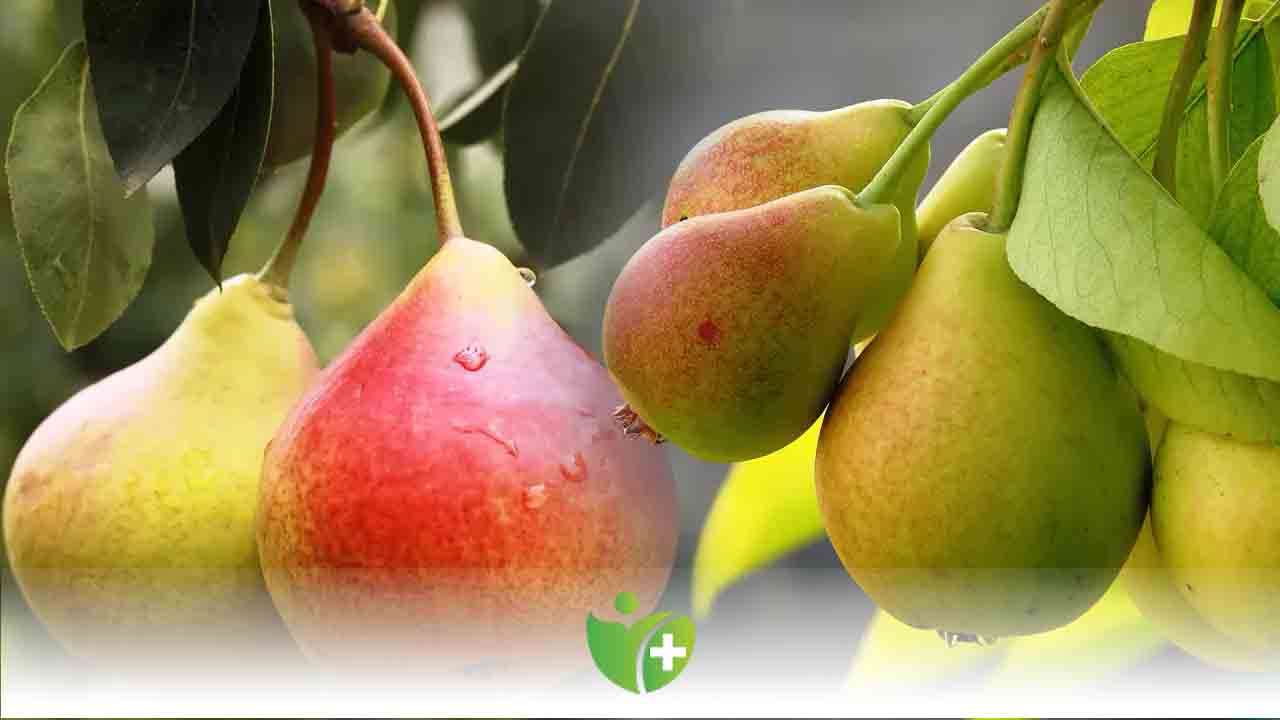 Armut Kalp sağlığına iyi geliyor! 7