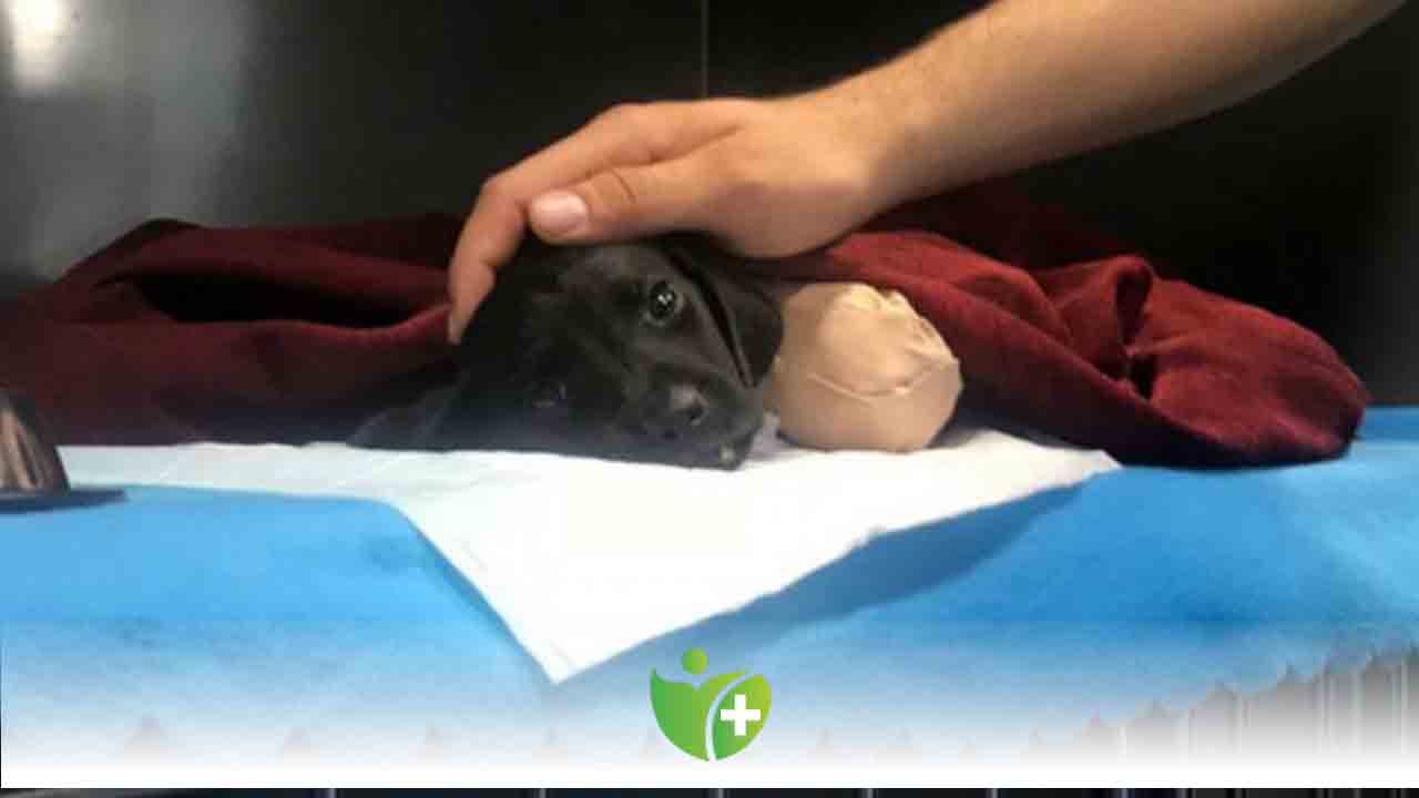 Hayvana şiddet, temel insani duyguların eksikliğinden kaynaklanıyor! 7