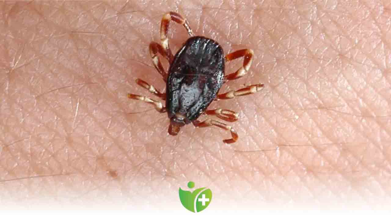 Sıcak havalarda Kırım Kongo vakalarına Dikkat! 7