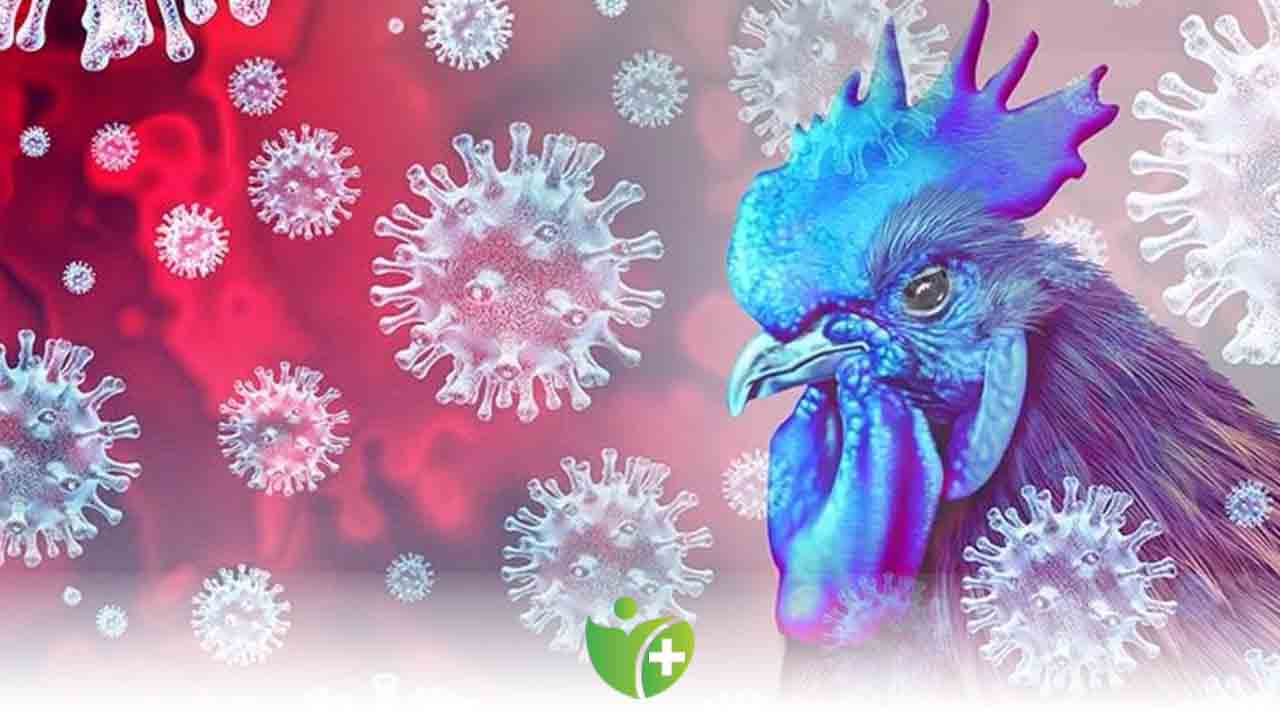 Meksika’da can alan kuş gribi endişelendirdi! 7