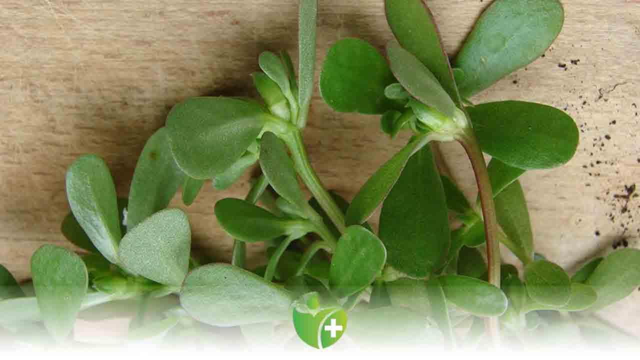 Semizotunun faydaları saymakla bitmiyor ! 7