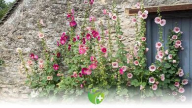 Hatmi Çiçeği nedir? Faydaları nelerdir? 1