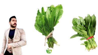 Ispanak mı, Tere mi? Demir zengini Tere'yi keşfedin! 1