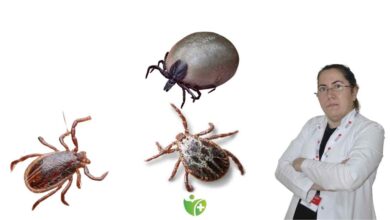 Kene Isırığı ölümcül olabilir! İşte kurtarıcı bilgiler 1