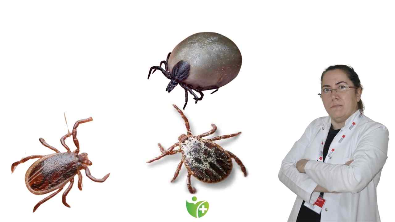 Kene Isırığı ölümcül olabilir! İşte kurtarıcı bilgiler 7