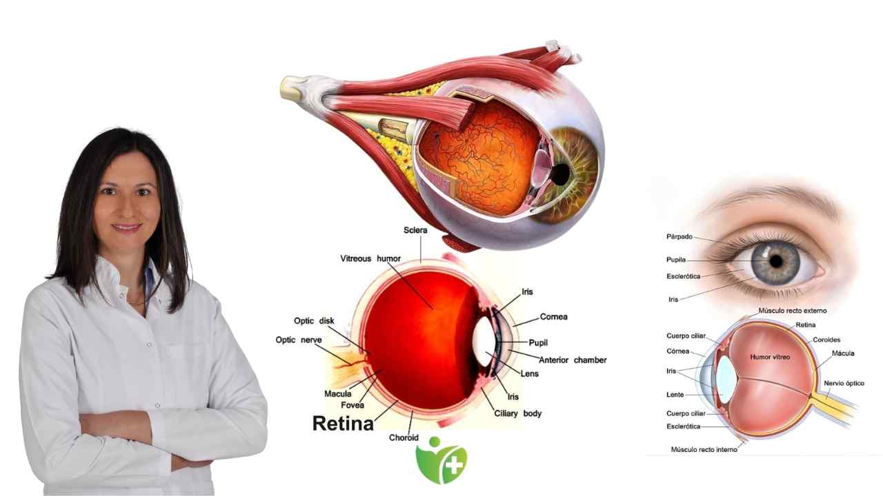 Retina Dekolmanı: Belirtileri nelerdir ve nasıl tedavi edilir? 7