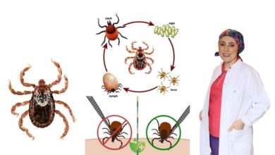 Keneyi kendiniz çıkarmaya çalışmayın! Doğru müdahale nasıl olmalı? 1