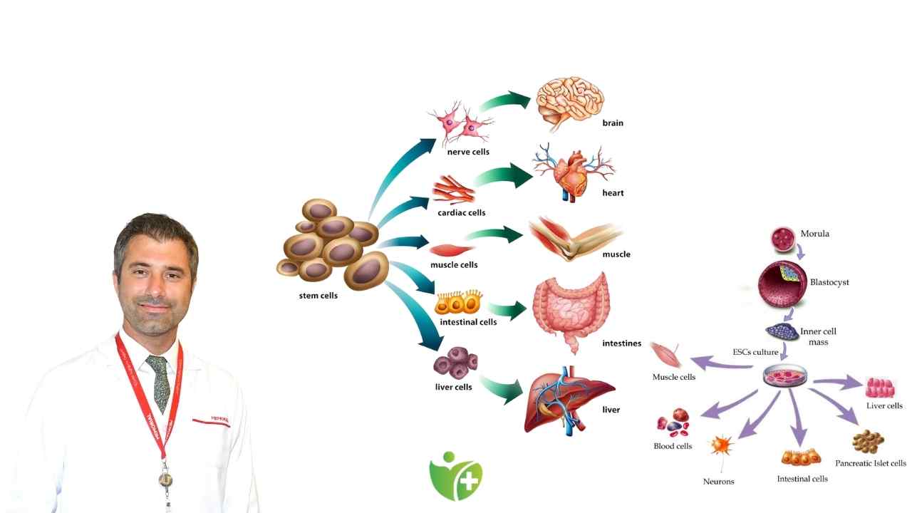 Felçli hastalara müjde: Kök hücreler sinir hasarını onarıyor, Hareket yetisi geri geliyor! 7